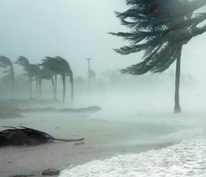 Hurricane wind and palm trees. 